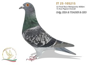 IT 25-105215