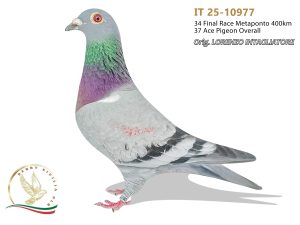 IT 25-10977