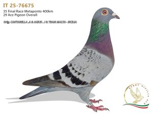 IT 25-76675