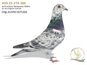 AUS 25-319-389