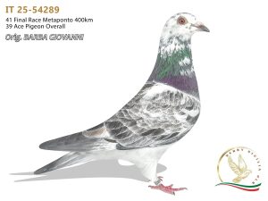 IT 25-54289