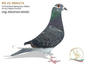 RO 25-0884274