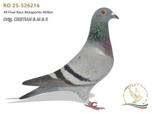 RO 25-526216