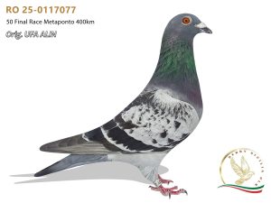RO 25-0117077