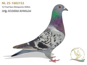 NL 25-1603153