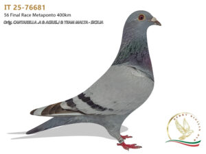 IT 25-76681
